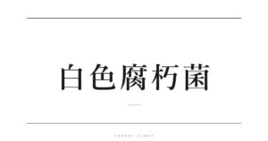 白色腐朽菌 | Forest Eight