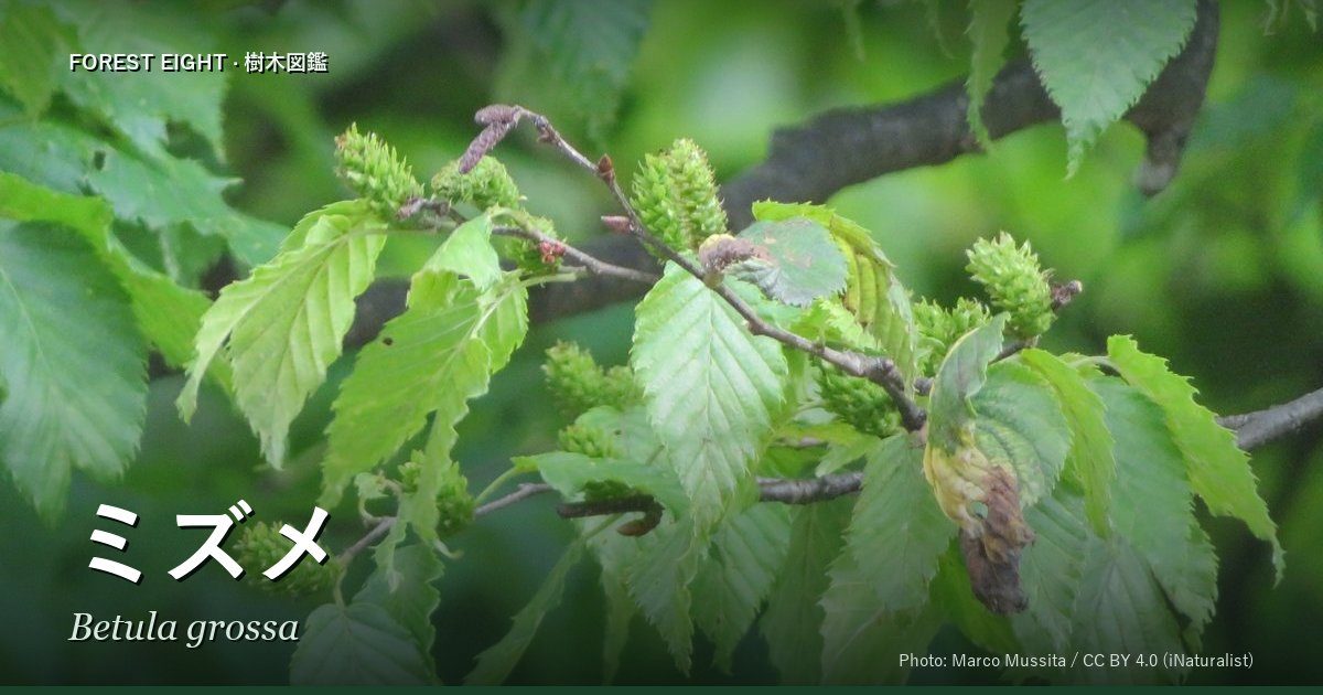 ミズメ(Betula grossa)