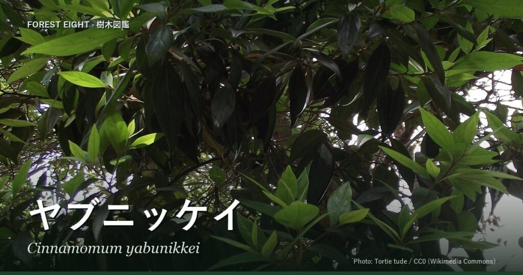 ヤブニッケイ（Cinnamomum yabunikkei）