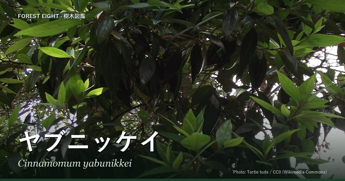 ヤブニッケイ（Cinnamomum yabunikkei）