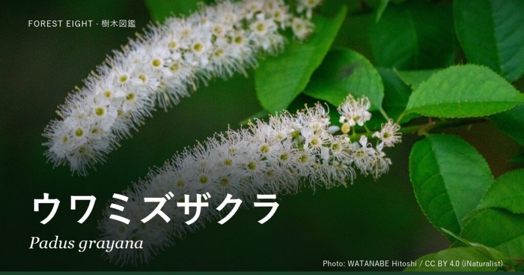 ウワミズザクラ（Padus grayana）の白いブラシ状の花