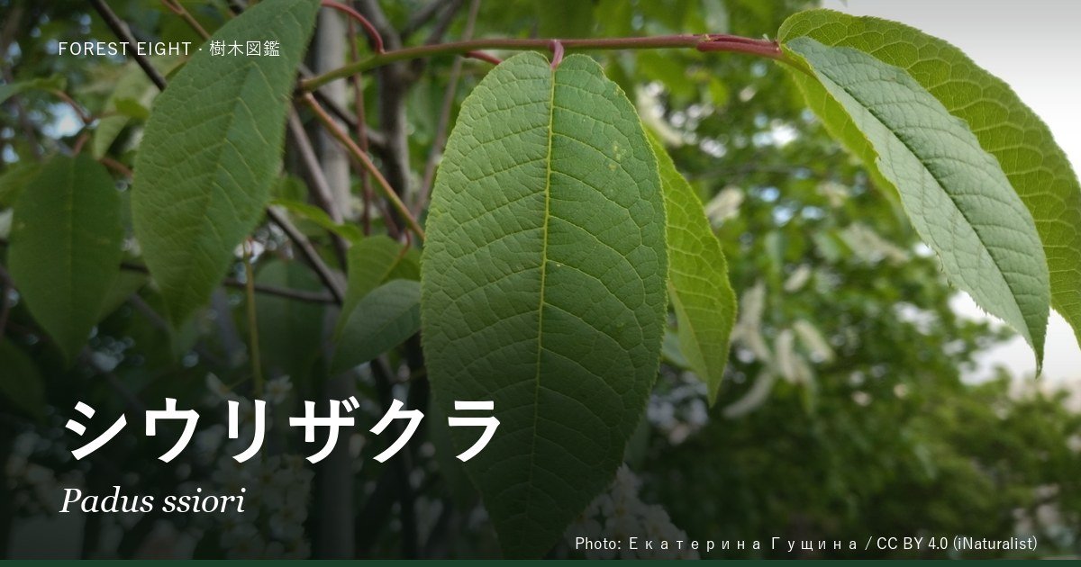 シウリザクラ(Padus ssiori)の葉