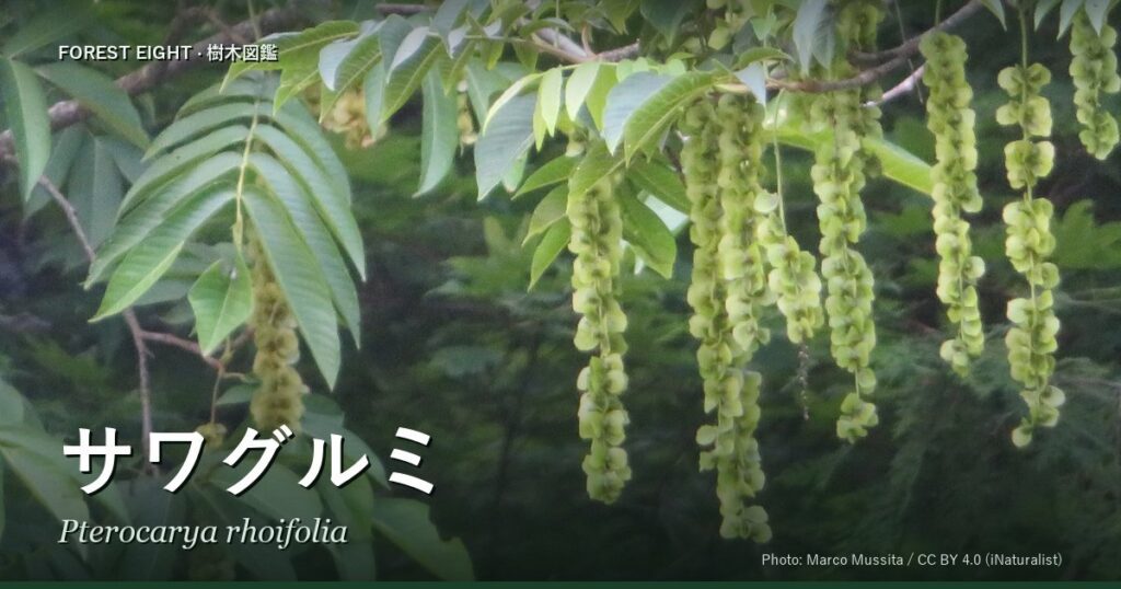 サワグルミ（Pterocarya rhoifolia）の果穂