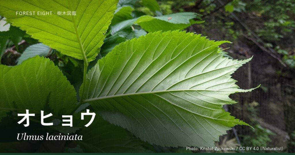 オヒョウ（Ulmus laciniata）の大きな葉