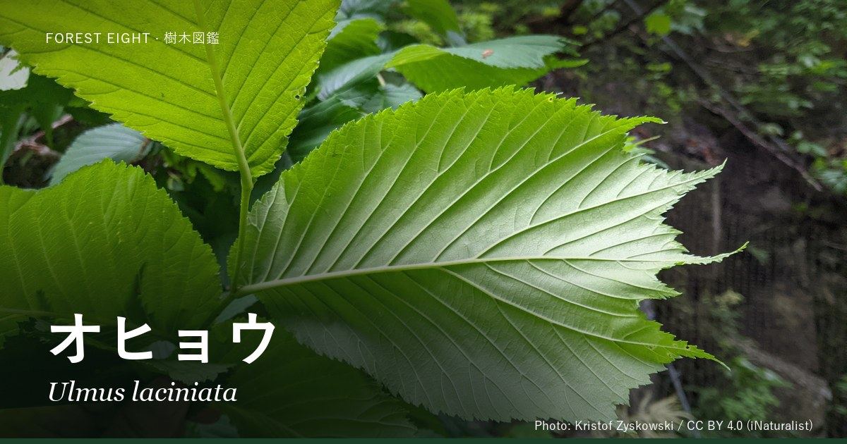 オヒョウ(Ulmus laciniata)の大きな葉