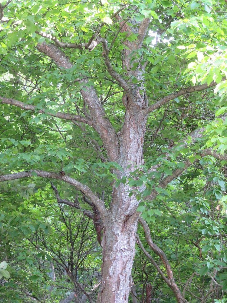 林の中のミズメの幹。赤みを帯びた灰色の樹皮が、うろこ状にはがれている