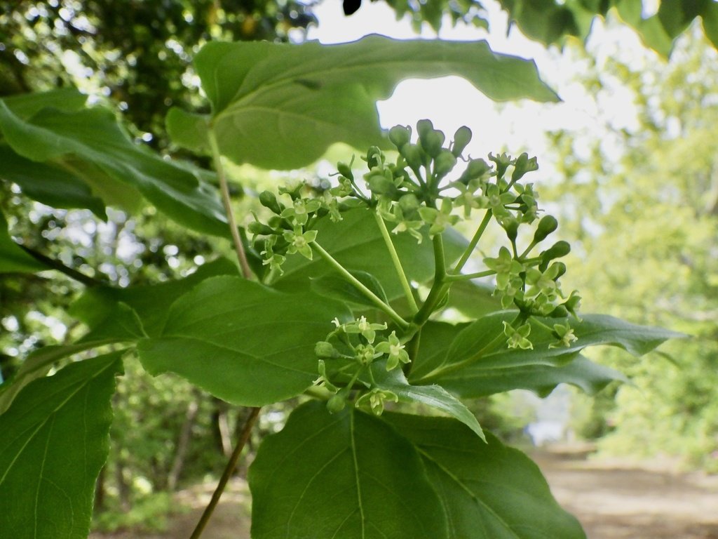 タカノツメの黄緑色の花序