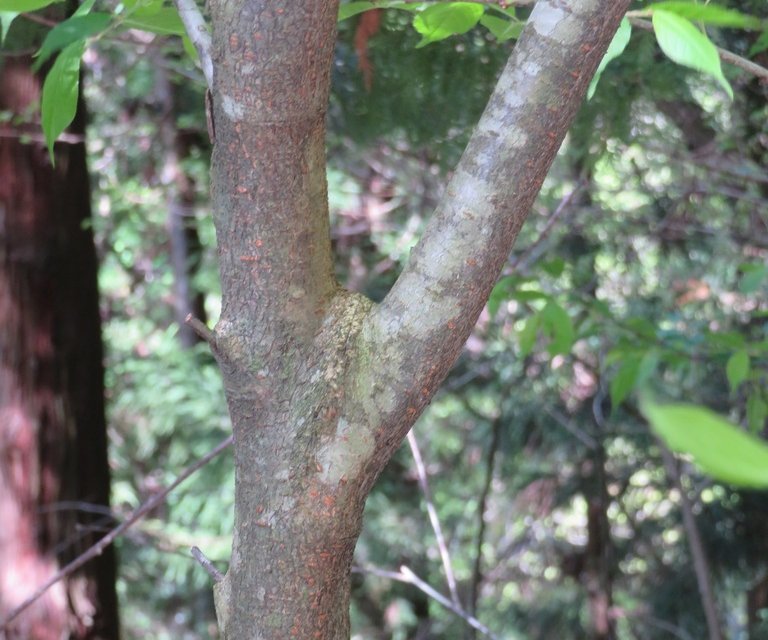 ウワミズザクラの幹と樹皮